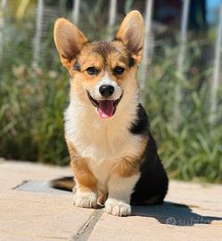 Cuccioli Welsh Corgi Pembroke