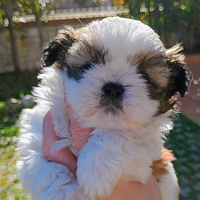Shih tzu Taglia Piccola