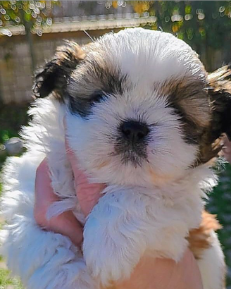 Shih tzu Taglia Piccola