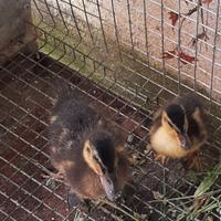 Oche di razza Germania