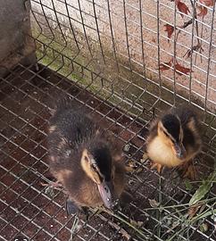 Oche di razza Germania