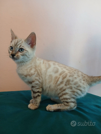 Gattino bengala snow lynx