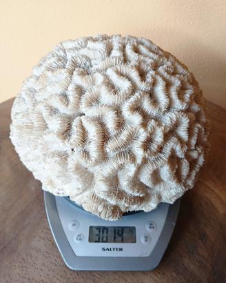 3kg corallo cervello - da collezione!!!