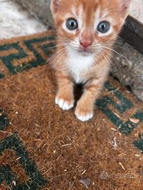 Gattini di 2 mesi