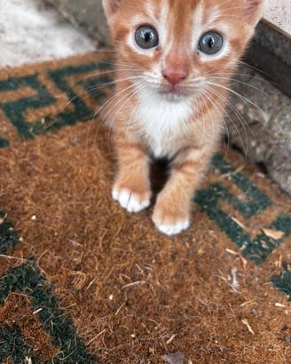 Gattini di 2 mesi