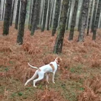Pointer maschio tre anni