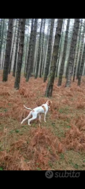Pointer maschio tre anni