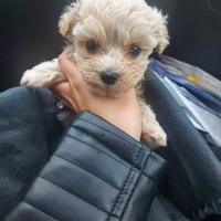 Piccoli cuccioli maltipo toy chiari e miele e neri