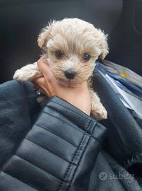 Piccoli cuccioli maltipo toy chiari e miele e neri