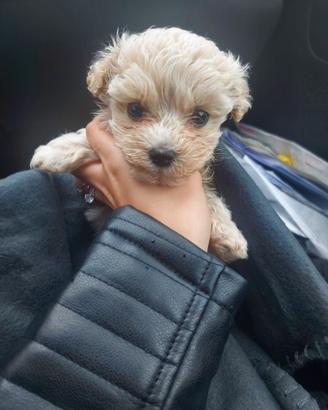 Piccoli cuccioli maltipo toy chiari e miele e neri