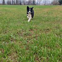 Border collie