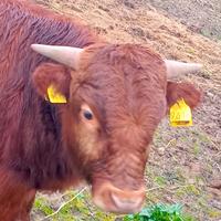 Mucca dexter irlandese