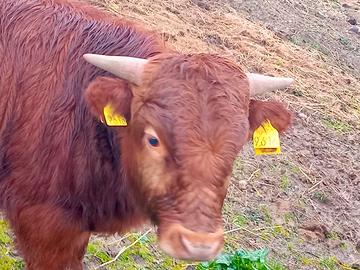 Mucca dexter irlandese