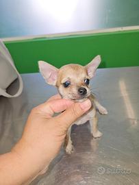 Chihuahua mini toy pedigree
