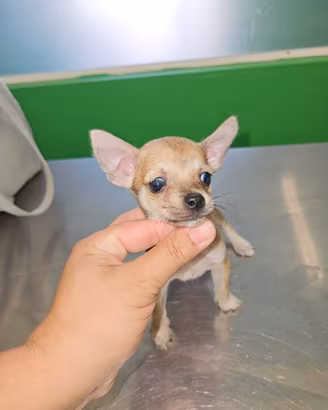 Chihuahua mini toy pedigree