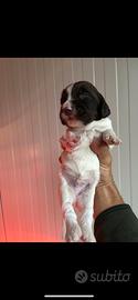 Springer Spaniel Inglese Cuccioli
