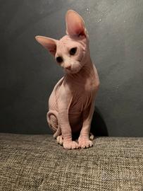 Cucciolo di Sphynx