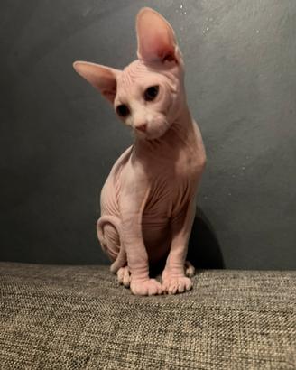 Cucciolo di Sphynx