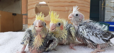 Calopsite allevate a mano