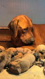 Splendidi cuccioli di Rhodesian Ridgeback