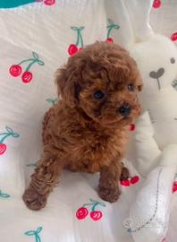 Barboncini da borsetta mini Toy di due mesi