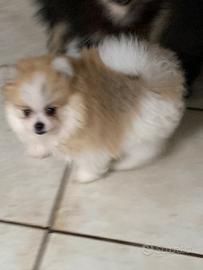 Volpini nani di Pomerania