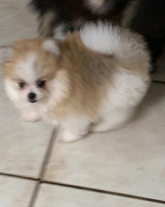 Volpini nani di Pomerania