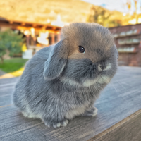 Cucciolo coniglio ariete nano