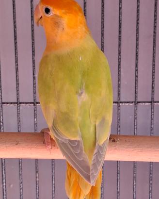 Inseparabili roseicollis