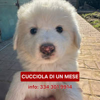Kayla: cucciola affettuosa e socievole
