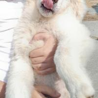 Cucciolo maschio di Pastore Maremmano abruzzese