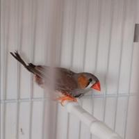 Diamantini Mandarino