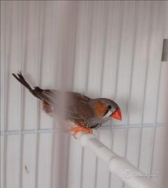 Diamantini Mandarino