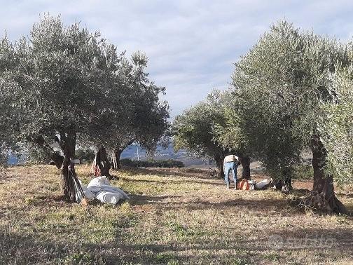 Vendita terreno agricolo di ha 7.37.80 - Vista 3