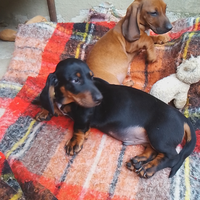 1 bassotti maschio 2 Carline maschio 2 femmina