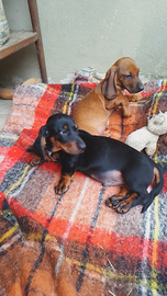 1 bassotti maschio 2 Carline maschio 2 femmina