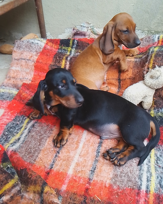 1 bassotti maschio 2 Carline maschio 2 femmina