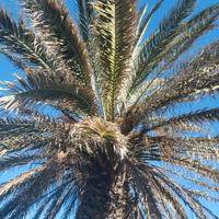Palma vigorosa