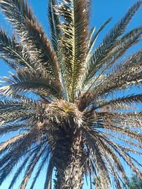 Palma vigorosa