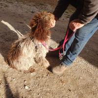 Lagotto romagnolo tartufo