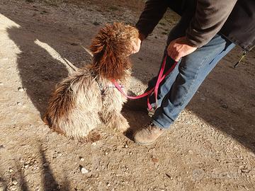 Lagotto romagnolo tartufo