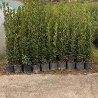 Piante ornamentali Alloro-Rosmarino-Pitosforo