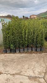 Piante ornamentali Alloro-Rosmarino-Pitosforo