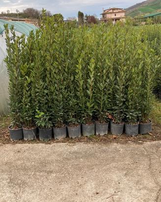 Piante ornamentali Alloro-Rosmarino-Pitosforo