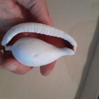Coppia di conchiglie decorative