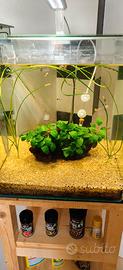 Acquario 60 litri