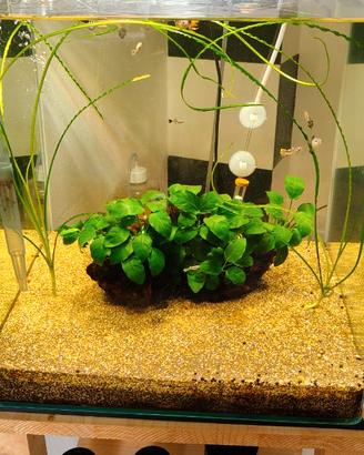 Acquario 60 litri