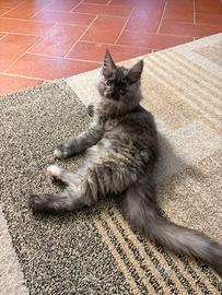 Maine Coon