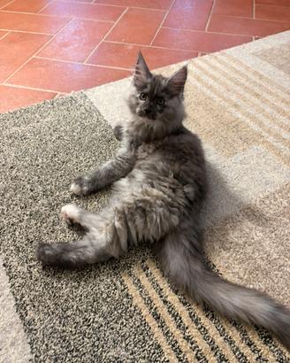 Maine Coon