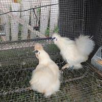 Coppia di moroseta bianca pronta alla riproduzione